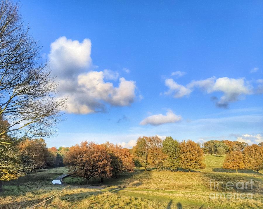 Autumnal Forest In The Afternoon Twenty by Abbie Shores Autumnal Forest In The Afternoon Twenty by Abbie Shores