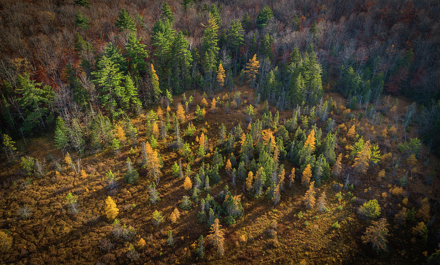Autumnal Forest Photograph by Kent O Smith  JR