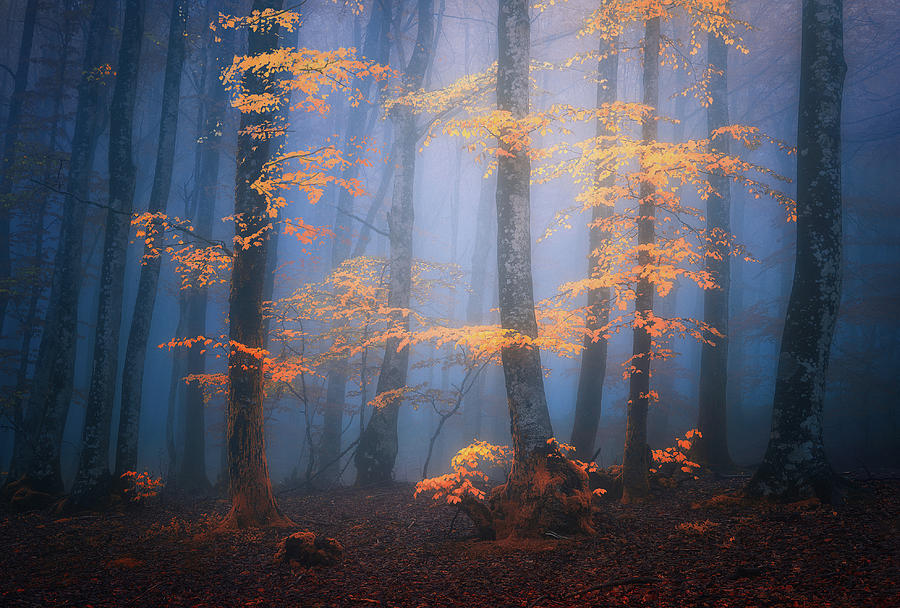 Autumnal forest Photograph by Mikel Martinez de Osaba