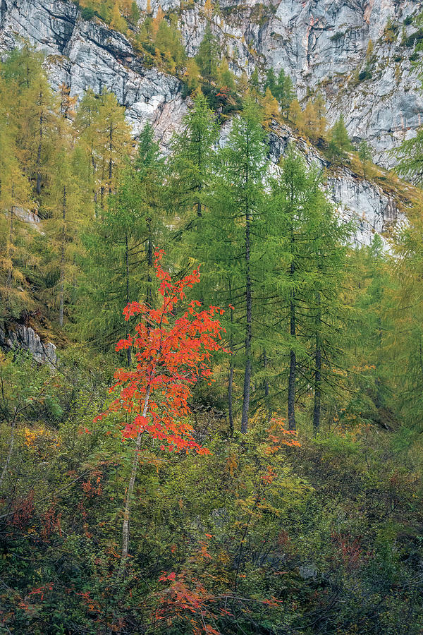 Autumnal Fraxinus Photograph by Alexander Kunz