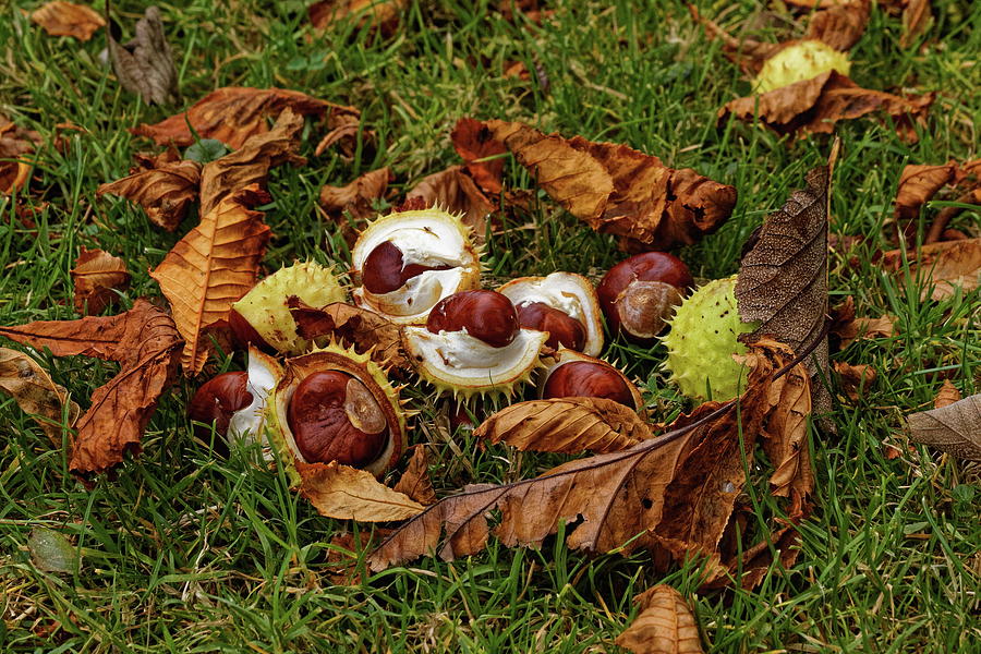 Autumnal Fruit Photograph by Jeff Townsend