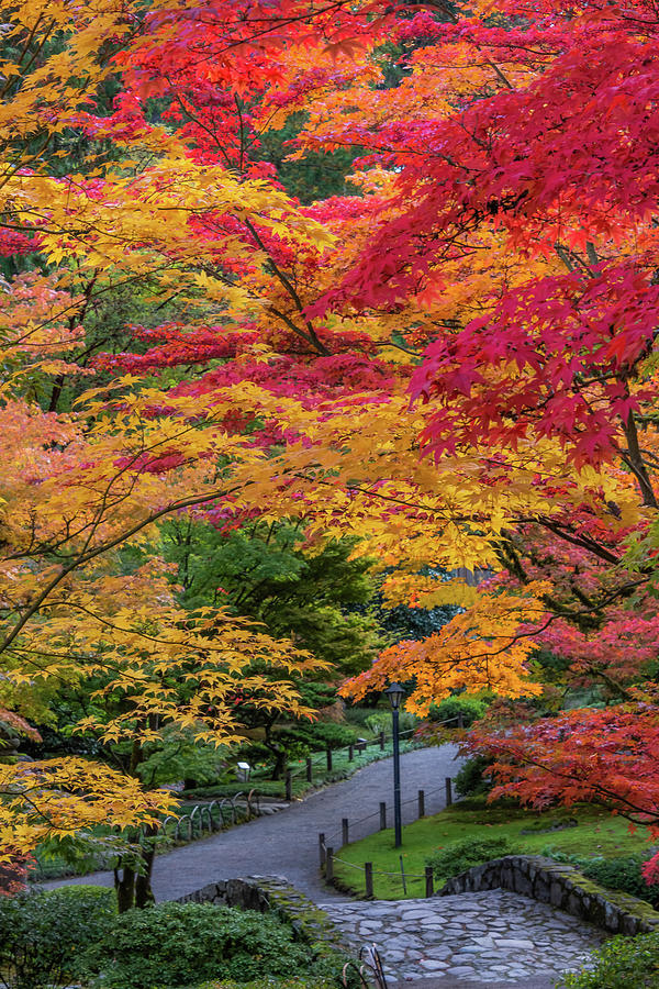 Autumnal Garden Path Photograph by Emerita Wheeling
