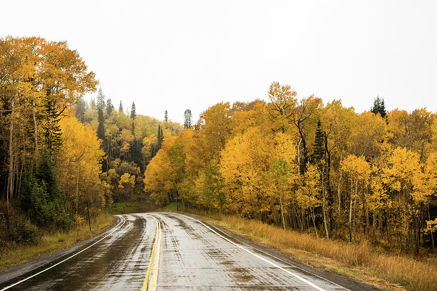 Tree Photograph - Autumnal Highway by John Bartelt