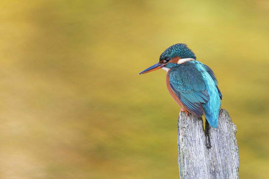 Autumnal Kingfisher Photograph by Pete Walkden