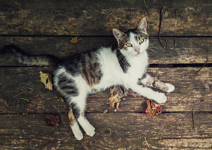 Autumnal Kitten Photograph