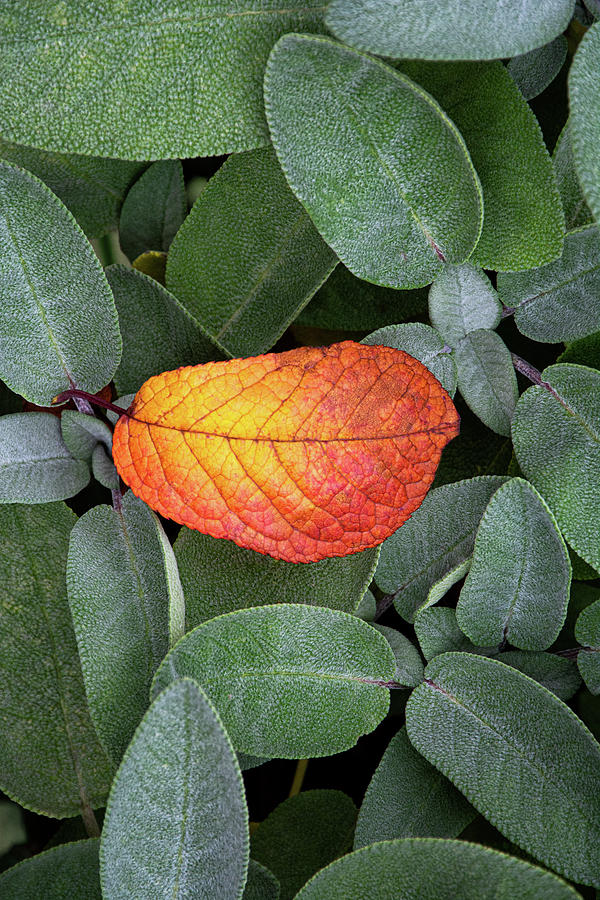 Autumnal leaf in a sage bush Photograph by Bernhard Schaffer