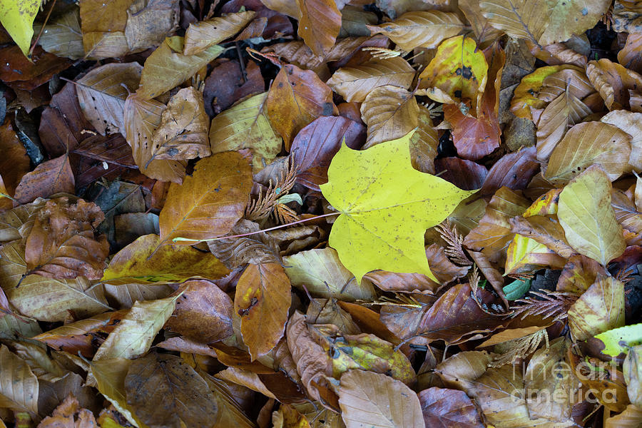 Autumnal Leafiness Photograph
