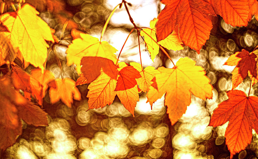 Autumnal leaves Photograph by Loredana Gallo Migliorini