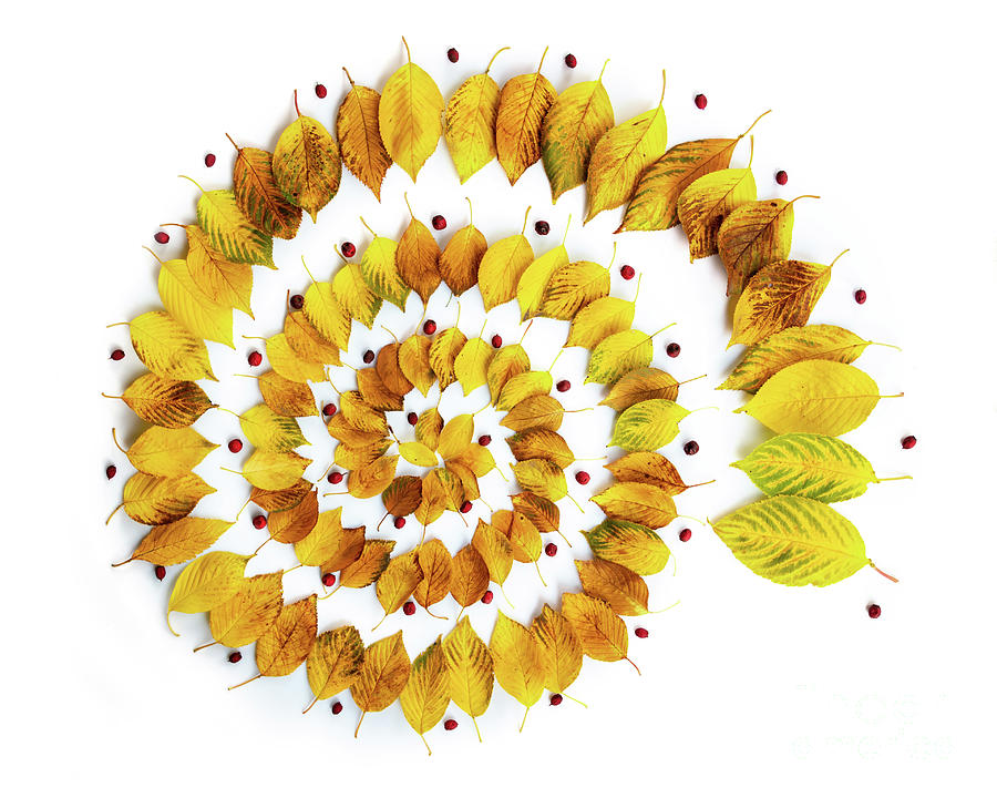 Autumnal leaves spiral Photograph by Delphimages Photo Creations