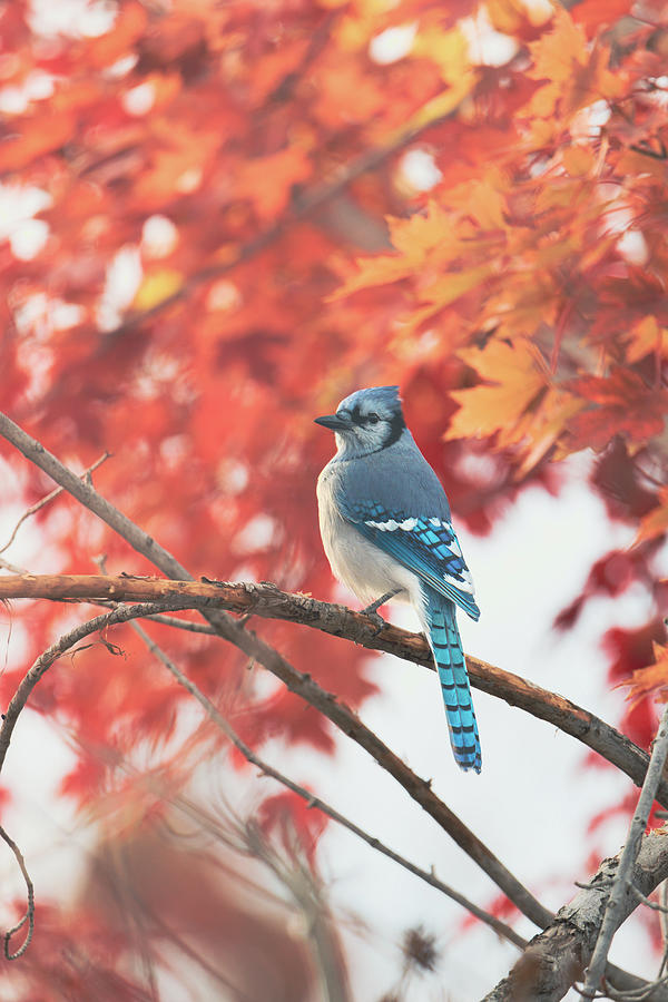 Autumnal Maple With Blue Jay Photograph
