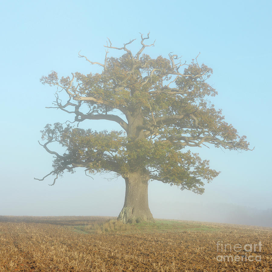 Autumnal misty Oak Tree Photograph by Warren Photographic