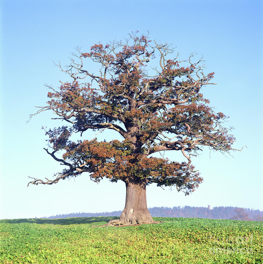 Autumnal Oak Tree Photograph by Warren Photographic Autumnal Oak Tree Photograph by Warren Photographic