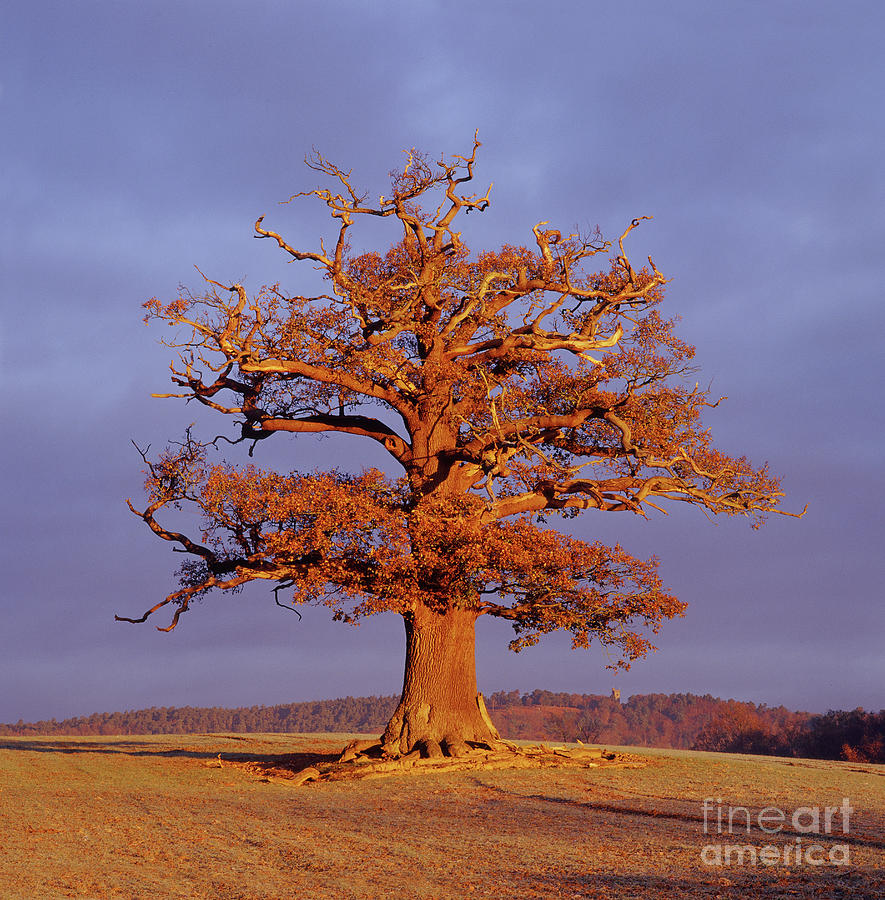 Autumnal Oak Tree with dark sky Photograph by Warren Photographic
