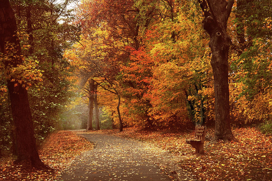 Autumnal Path Photograph by Jessica Jenney