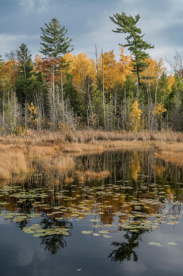 Autumnal Reflections on Mud Lake 2 Photograph by Greg Nyquist