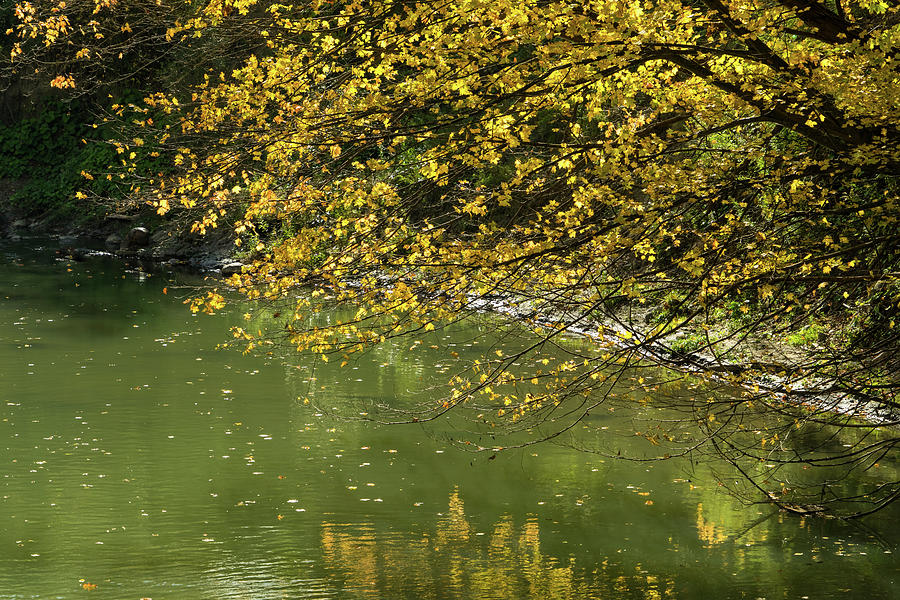 Autumnal Riverbank - Golden Maple Tree Leaning Overwater Photograph by Georgia Mizuleva