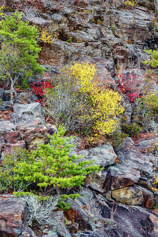 Autumnal Rock Garden Photograph by John Haldane