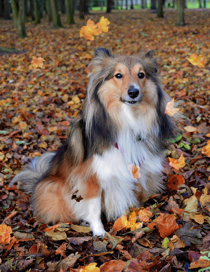 Autumnal Sheltie in falling leaves Photograph by Gareth Parkes