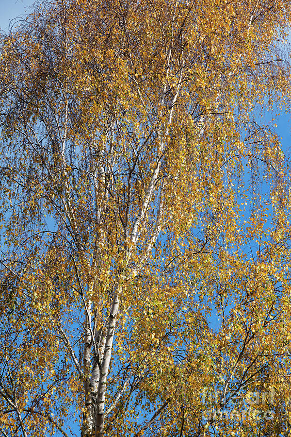 Autumnal Silver Birch Tree Photograph by Tim Gainey