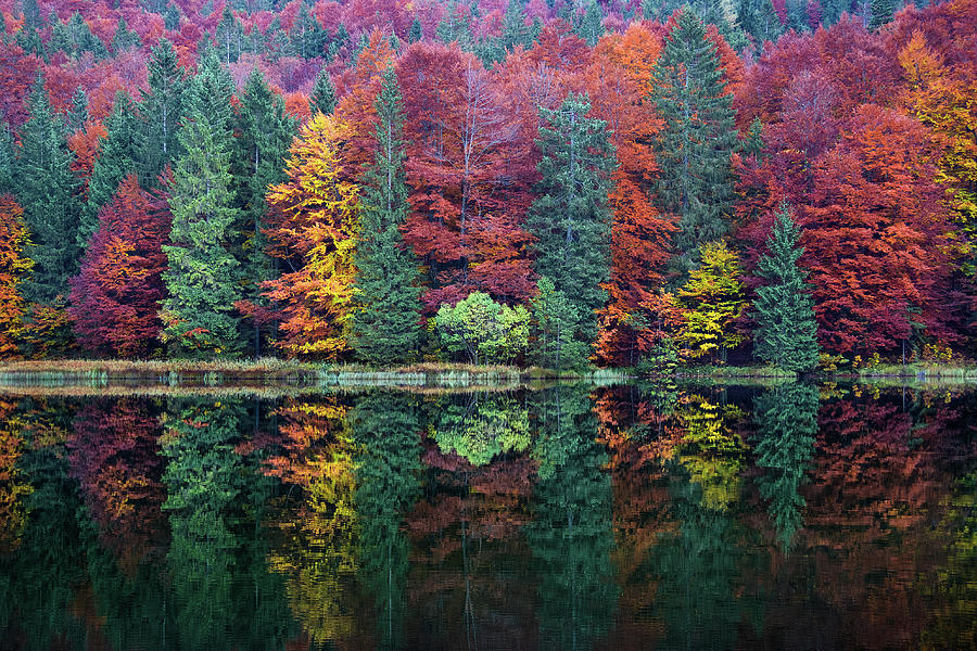 Autumnal Trees in Shade, Frillensee Photograph by Alexander Kunz