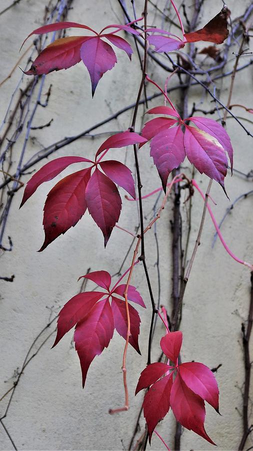 Autumnal Virginia Creeper Leaves Photograph