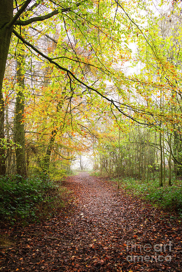 Autumnal Woodland Path in the English Countryside Photograph by Tim Gainey