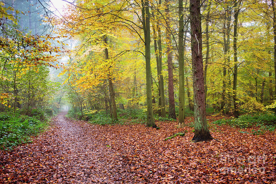 Autumnal Woodland Path Photograph by Tim Gainey