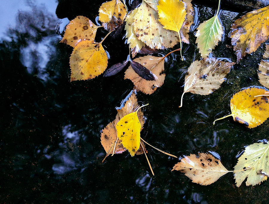 Autumnal Yellow Leaves Floating In Puddle After Rain Photograph by Mr_Twister