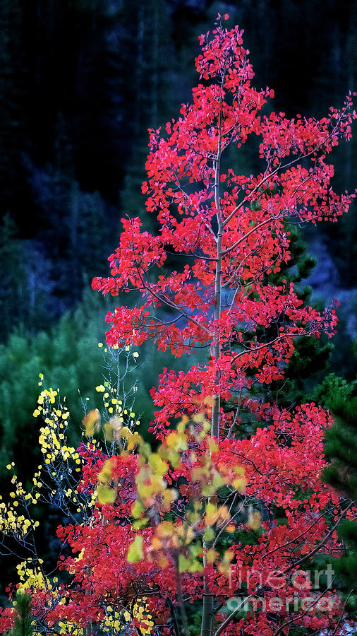 Autumns Blush Photograph by Jim Garrison