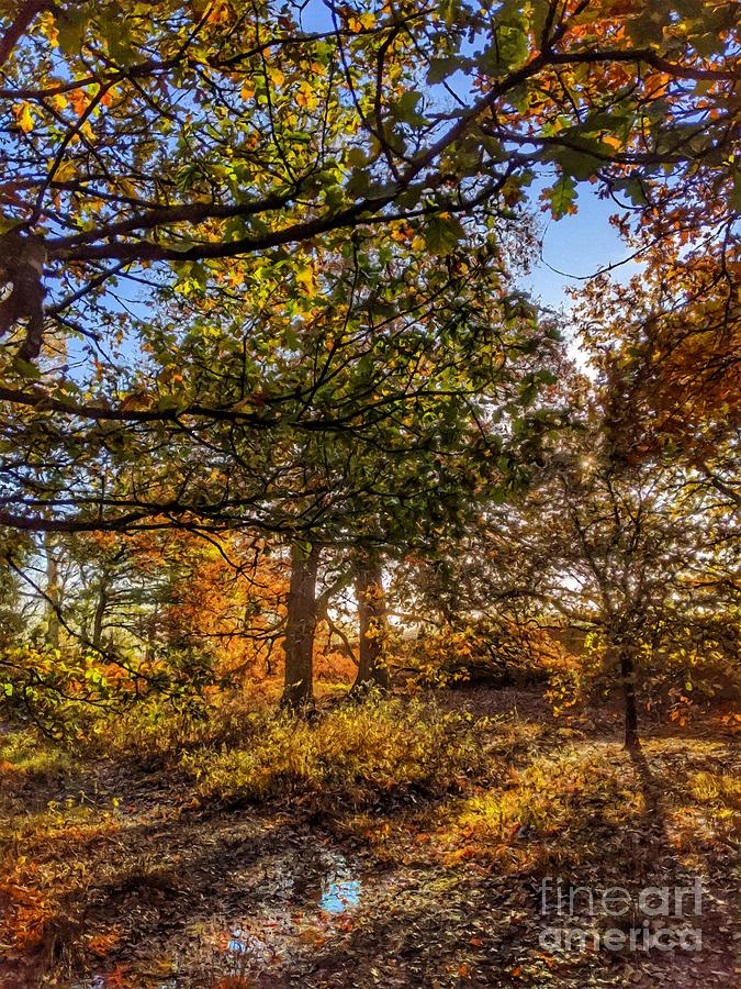 Autumns Blush One by Abbie Shores Autumns Blush One by Abbie Shores