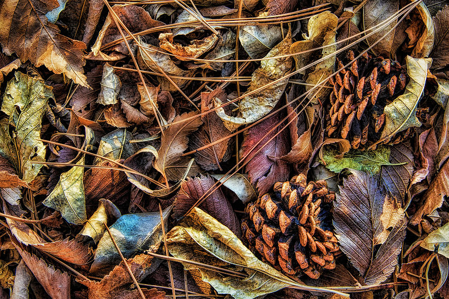 Autumns Bounty Photograph by Steve Sullivan