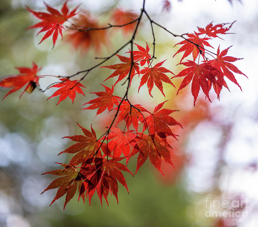 Autumns Collage Reds Photograph
