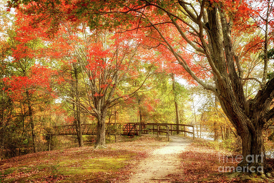 Autumns Colors Photograph by Debra Fedchin