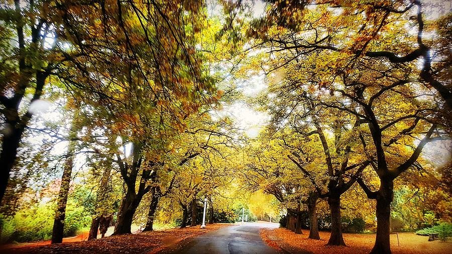 Autumns colour  Photograph by Glen Johnson