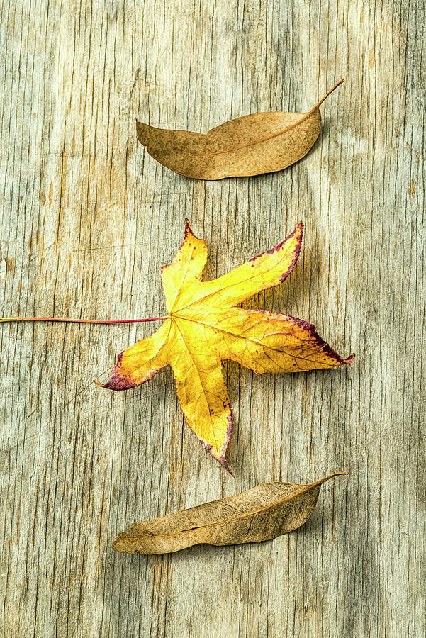 Autumn Leaves Photograph by Joseph S Giacalone