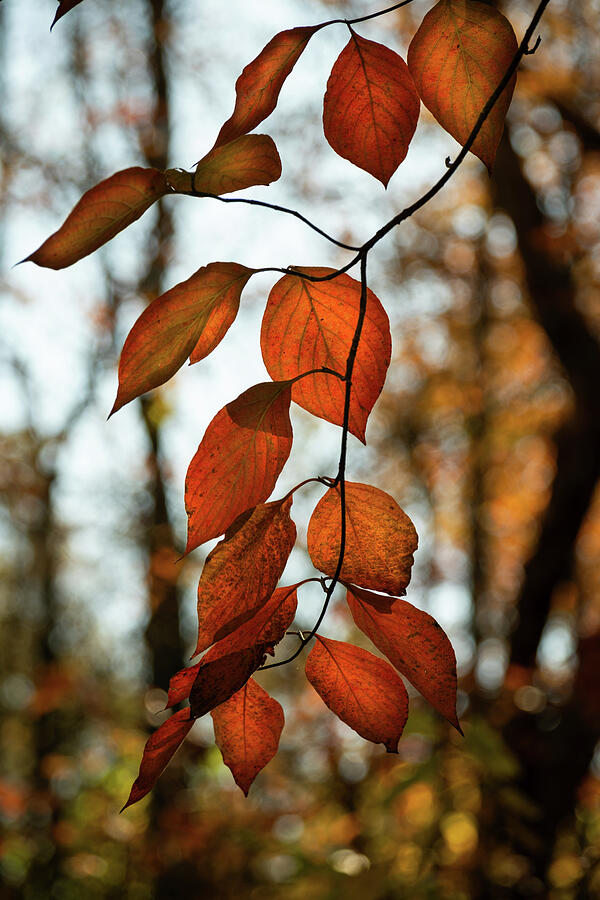 Autumns Ember Photograph by Dodie Ross Autumns Ember Photograph by Dodie Ross