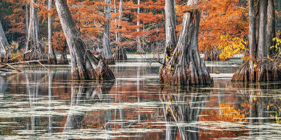 Autumns Embrace - Little Rock Cypress Trees At Rosenbaum Lake Panorama Photograph