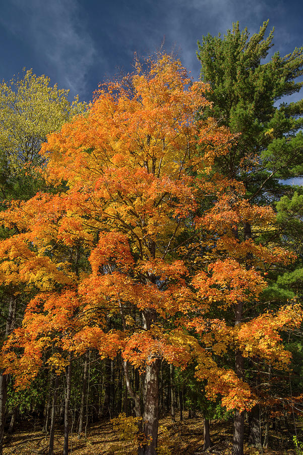 Deciduous Tree Photograph - Autumns Favorite Tree by Greg Nyquist