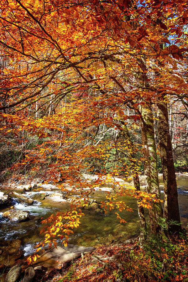 Autumns Fire along the Creek Photograph by Debra and Dave Vanderlaan