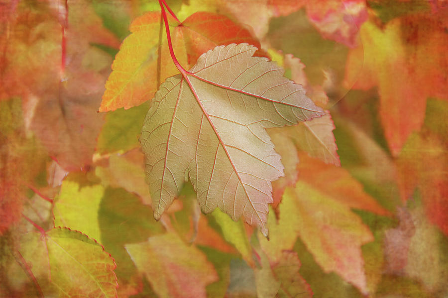 Autumns Gift Digital Art by Terry Davis