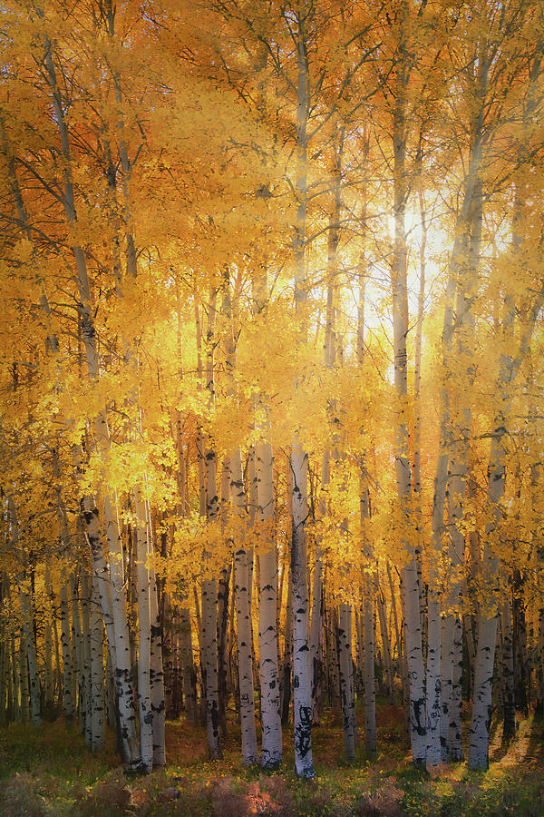 Autumns Golden Light  Photograph by Saija Lehtonen