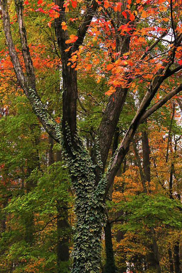 Autumns Jewels in Trees Photograph by Ola Allen