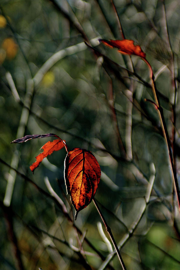 Autumns Last Dance Photograph by Wayne King
