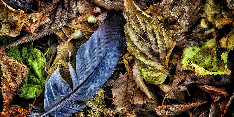 Autumns Last Flight Photograph by Steve Sullivan