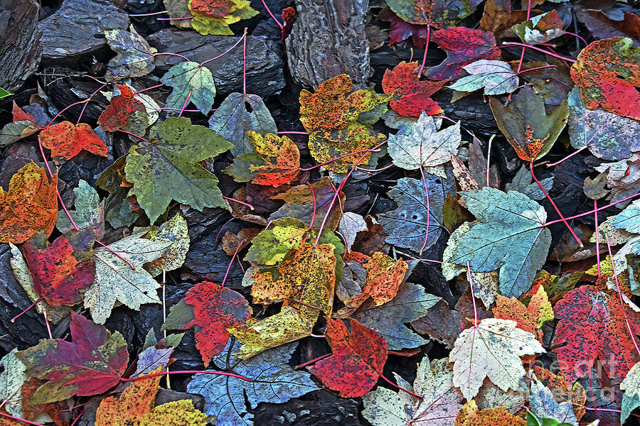Autumns Leaves And Mulch Photograph by Lydia Holly