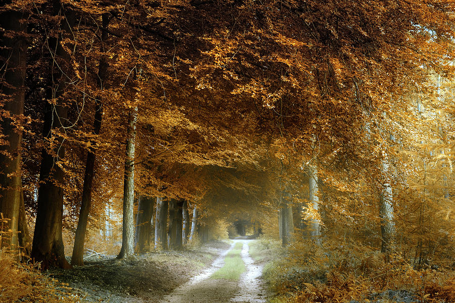 Autumn's Not That Cold Photograph by Kees Van Dongen | Fine Art America