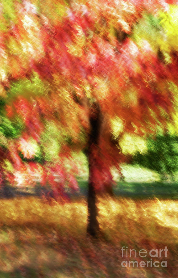 Autumns Palette Photograph by Venetta Archer