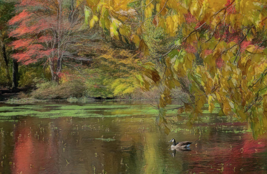 Autumns Pond  Photograph by Sylvia Goldkranz