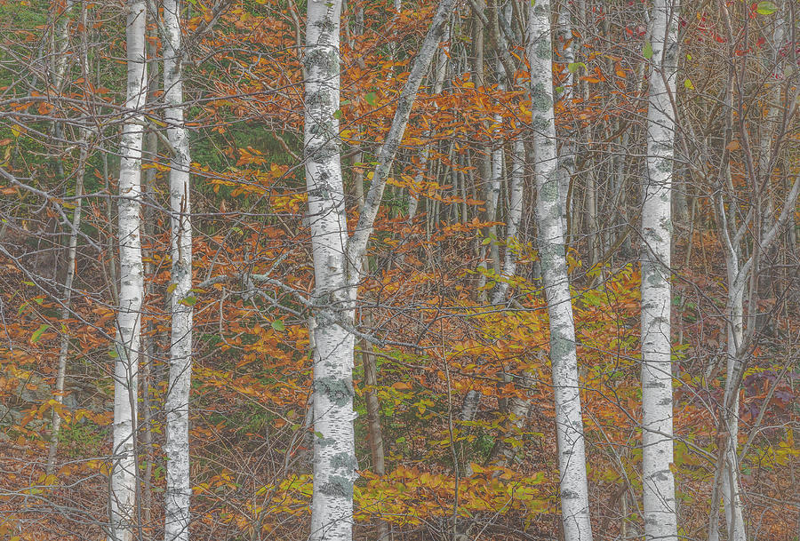 Autumns Promise Photograph by Arti Panchal