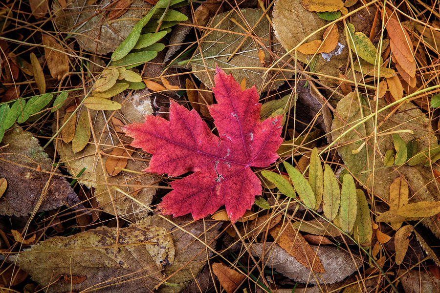 Autumns Red Star Photograph by Steve Sullivan